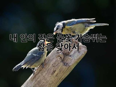 내 안의 작은 불꽃, 가슴뛰는 삶을 찾아서 ✨