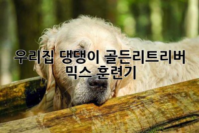 우리집 댕댕이, 골든리트리버 믹스 훈련기!