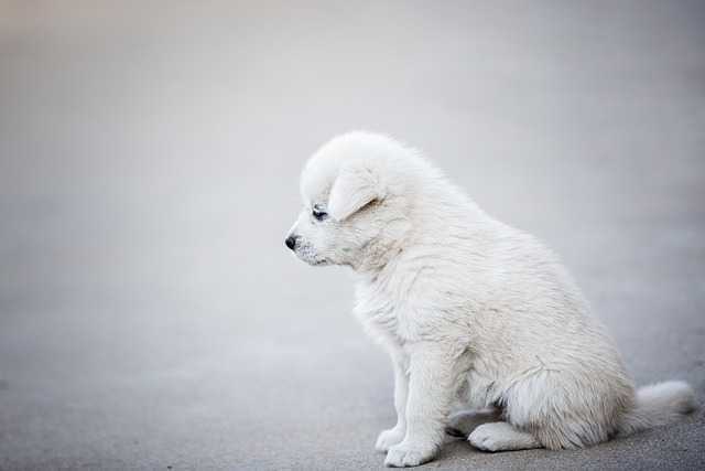 강아지켄넬훈련006.jpg